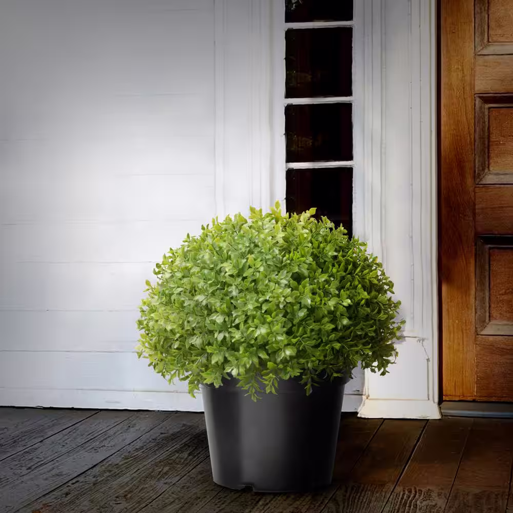 National Tree Company 13 in. Globe Artificial Japanese Holly Bush in Dark Green Round Growers Pot