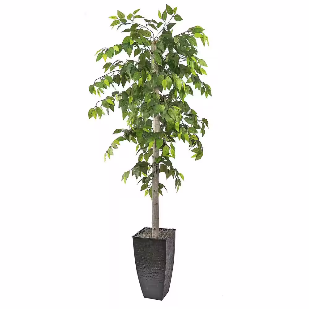 None 6-Foot Ficus Tree in Black Metal Planter
